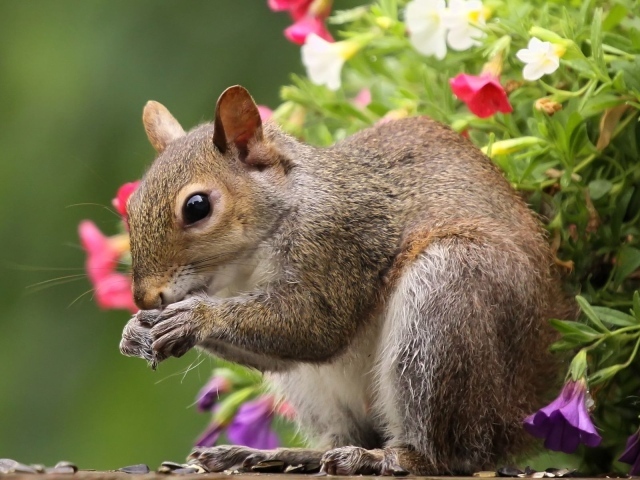 Белка во время трапезы
