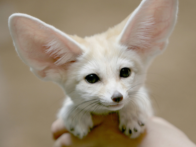 Белый Фенек