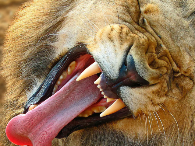 Зевающий лев