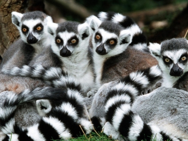 Лемуры