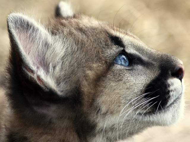 Кошачьи голубые глаза