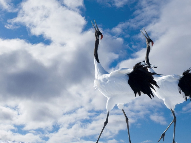 Птичья прогулка