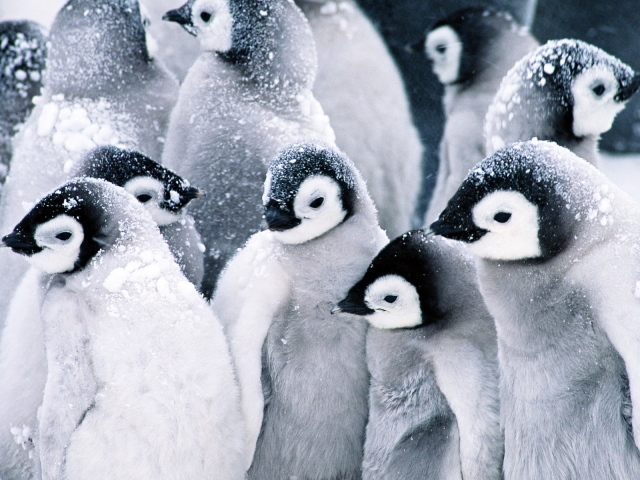 Стая пингвинов