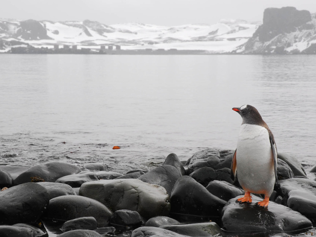 Одинокий пингвин