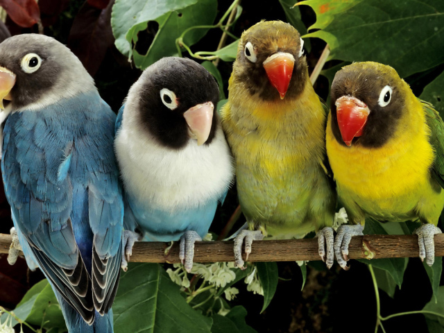 Попугаи на ветке