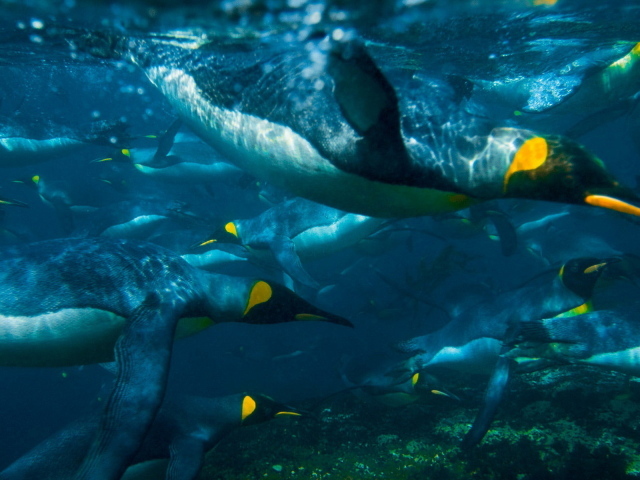 Плывущие пингвины