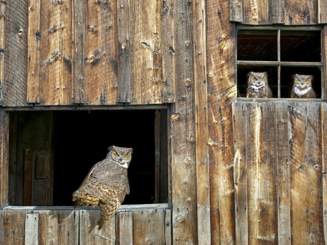 Собрание Сов
