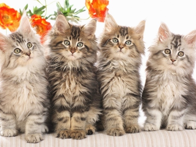 Кошачье семейство