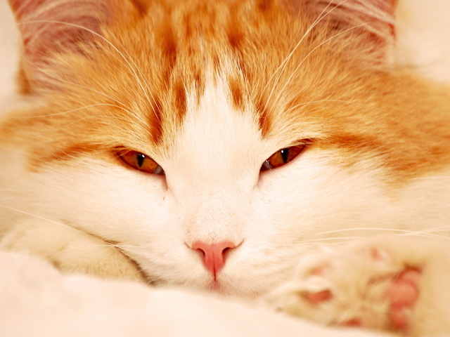 Кошачья мордашка