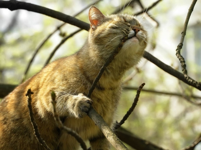 Кот на дереве