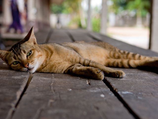 Кошка на полу