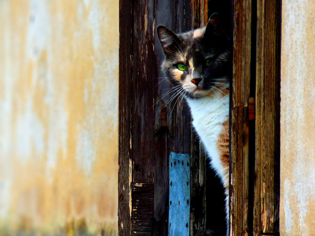Кошка выглыдывающая из двери