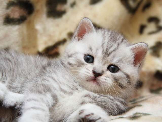 Пушистый котенок