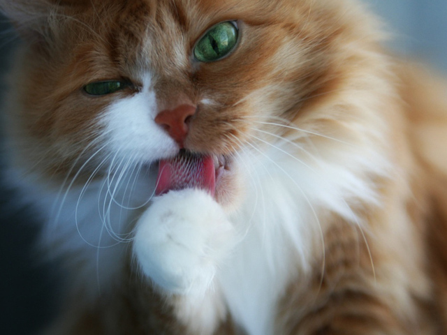 Пушистая кошечка