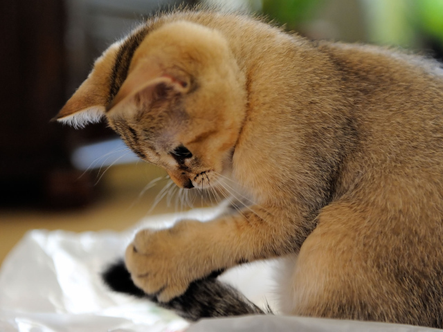 Домашний котенок