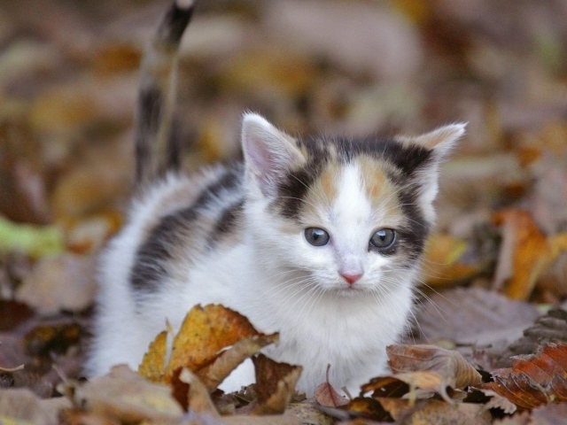 Киса среди листьев