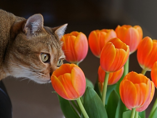 Киса и тюльпаны
