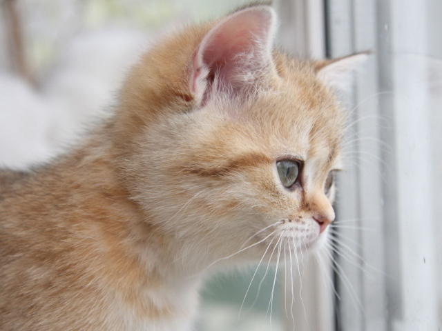 Рыжий котенок