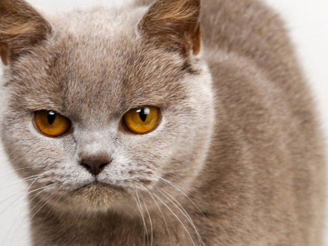 Унылый котик