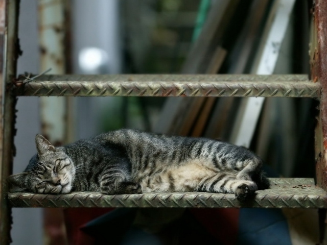 Спящая кошка