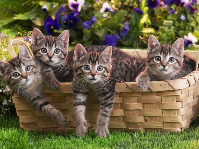 Котята в корзине