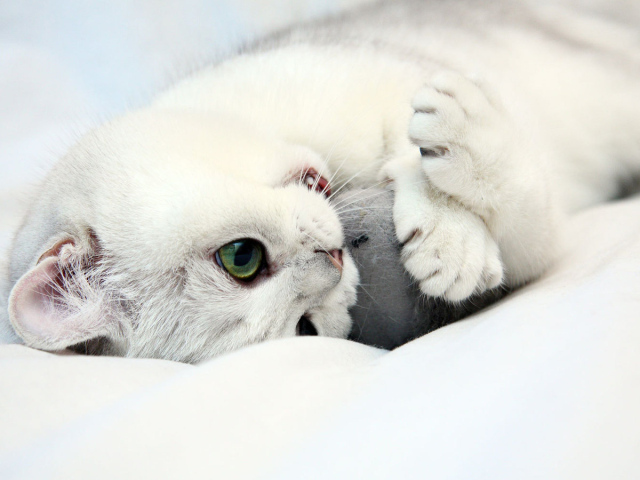 Белый котенок