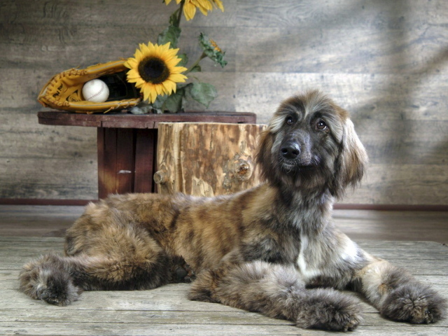 Афганская борзая