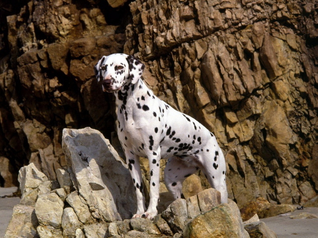 Далматинец