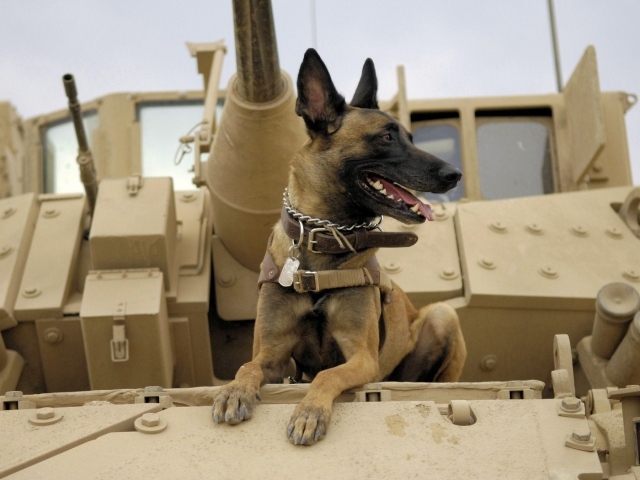 Собака на войне