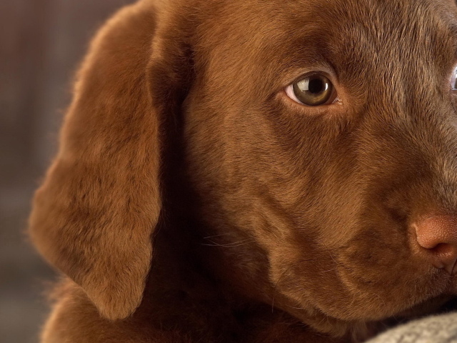 Собачья мордашка