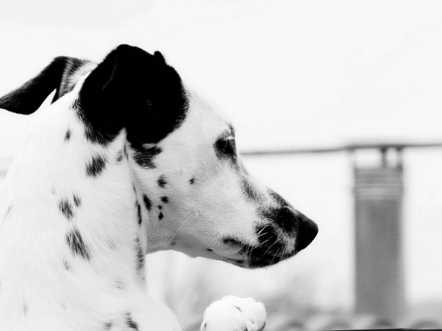 Пятнистый пес