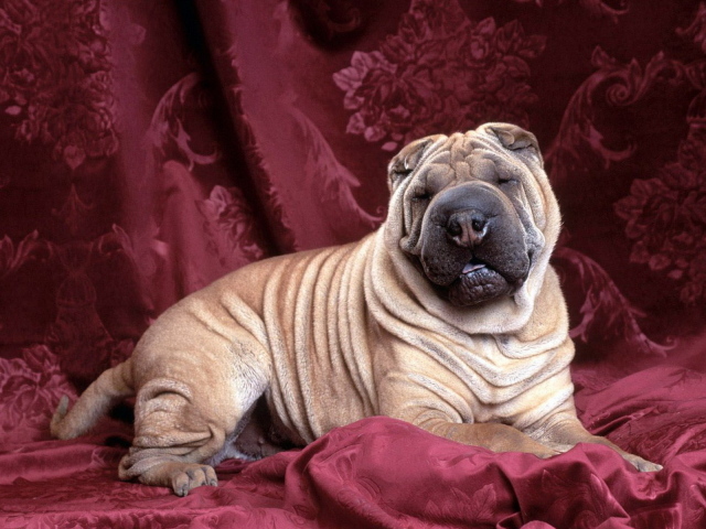 задремавший Шарпей