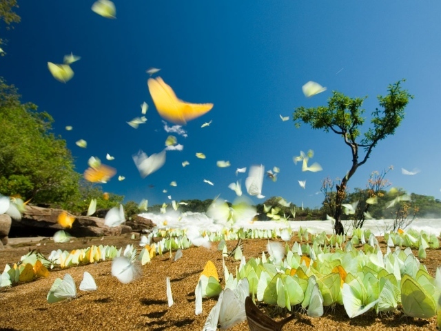 Летние бабочки