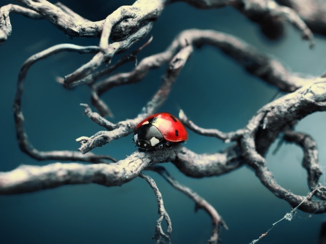 Синяя тема с божьей коровкой