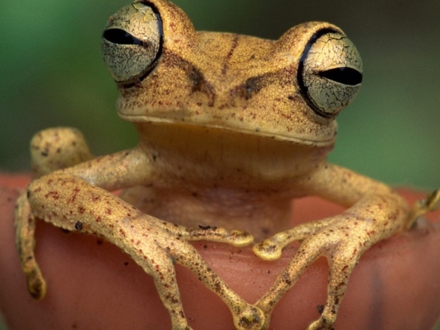 Древесная лягушка