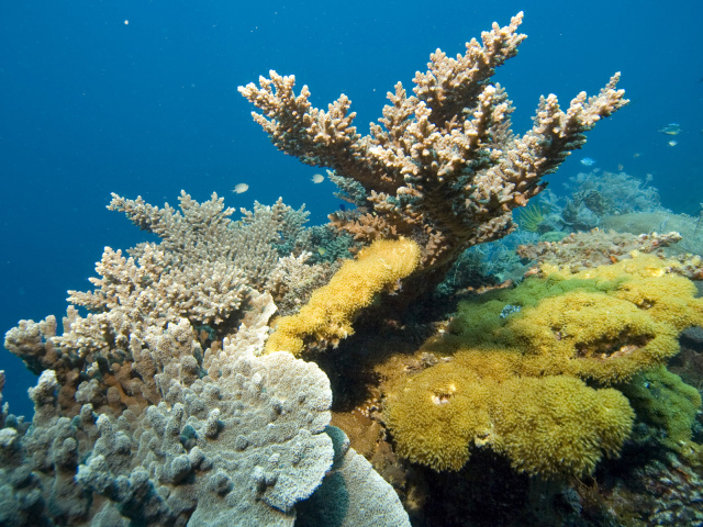 Кораллы Красного моря