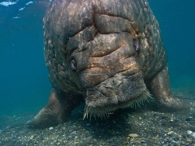 Морская корова