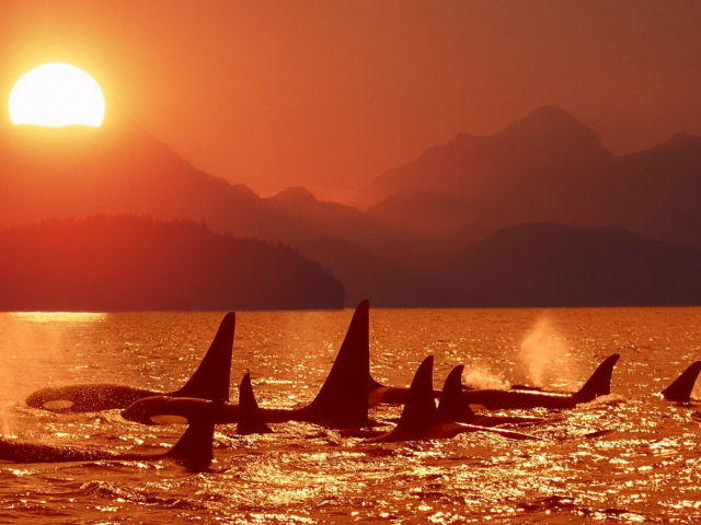 Касатки на закате