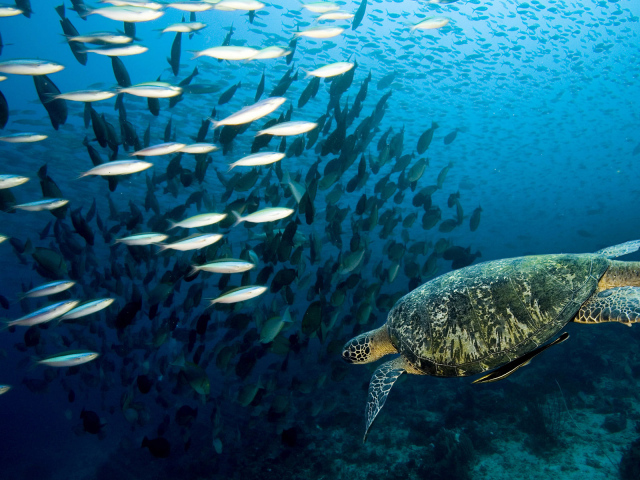 Морская черепаха
