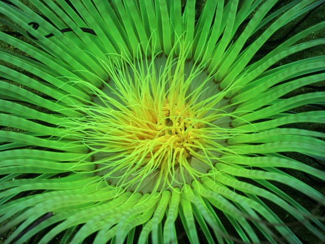 Морское растение