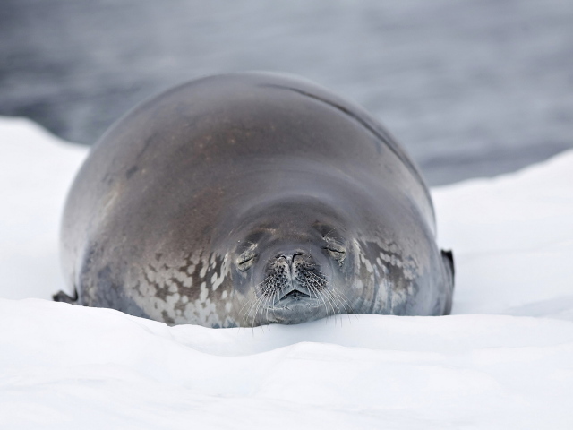 Морской лев