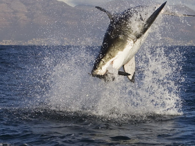 Акула в нападении