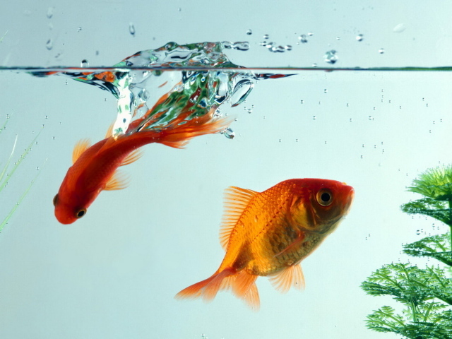 Рыбки золотые