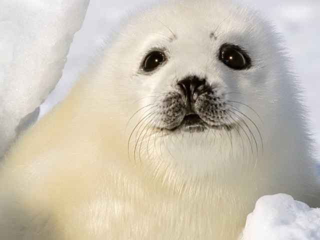 Малыш тюлень