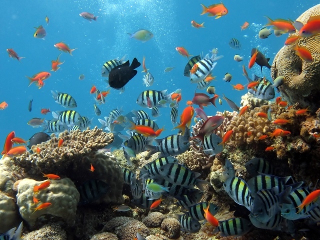 Аквариум рыбки на рабочем столе