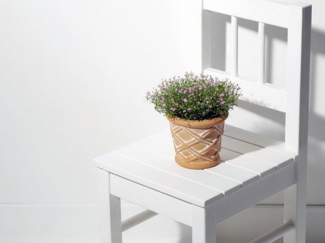 Горшок с цветком на стуле