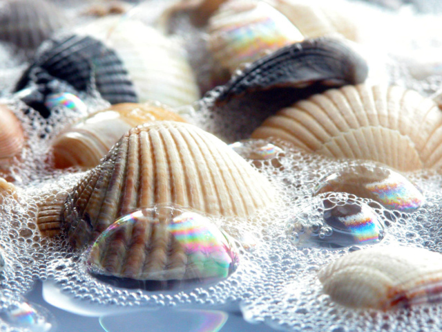 Ракушки