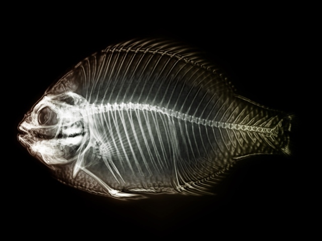 Мобильный рентген рыбы