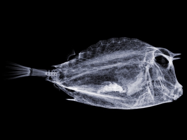Мобильный сканер рыбы