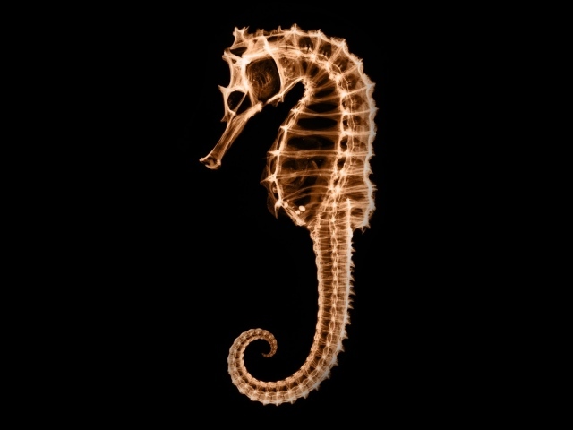 Сканер насквозь